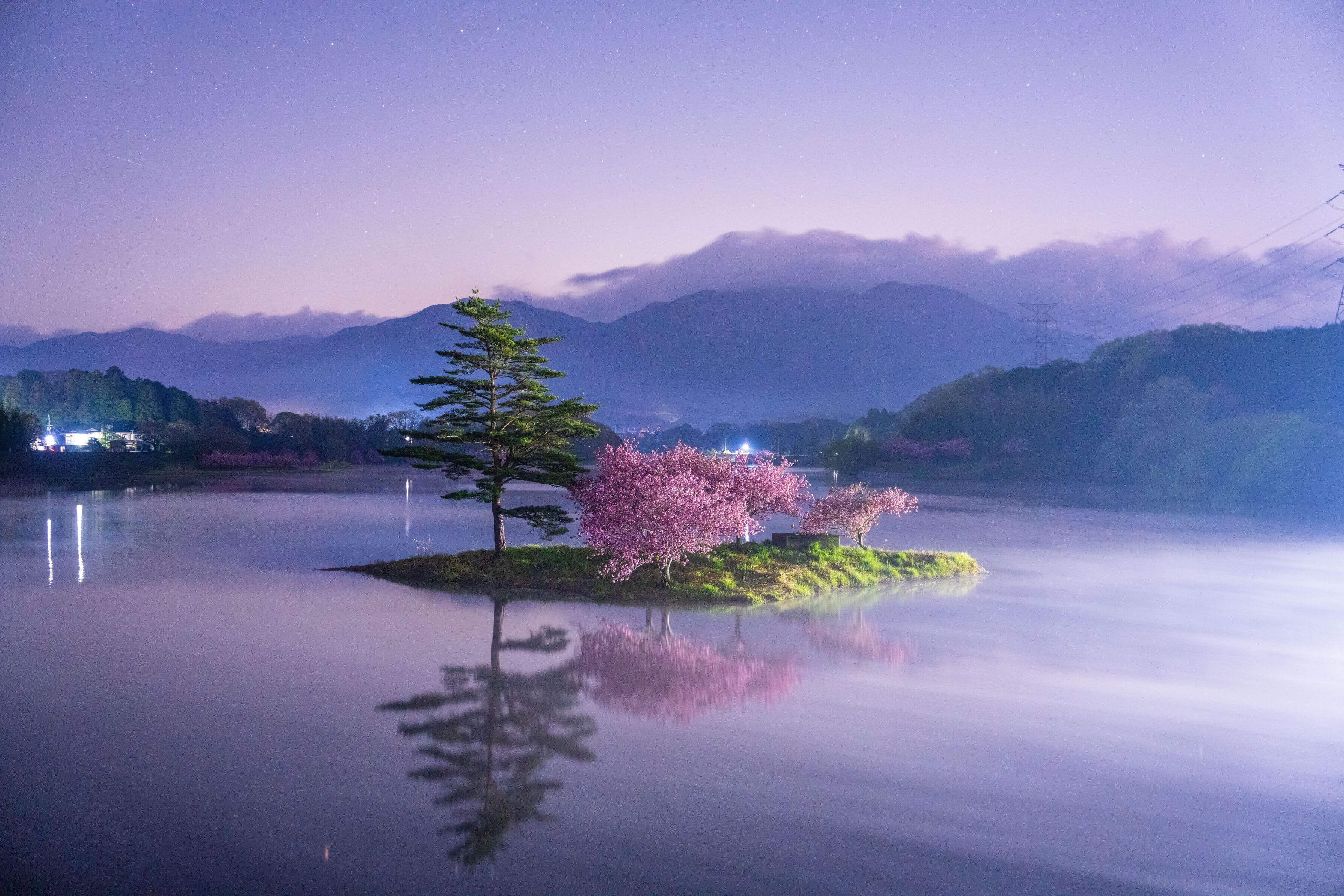 『ダム湖の桜と水中木』月光七色さん