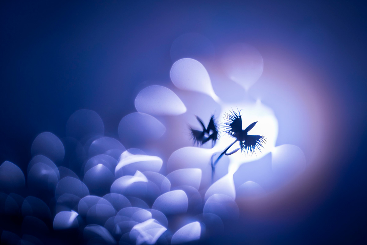 「白鷺之夢」あっちゃんさん