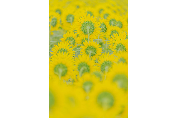 作品名「flower photo - sunflower -」