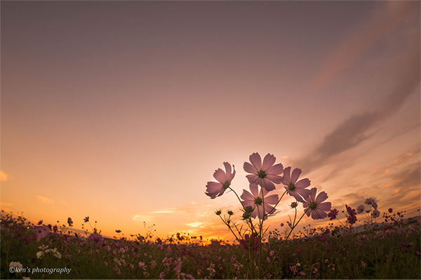 作品名「ある秋の朝」