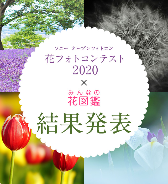 ソニーオープンフォトコン 花フォトコンテスト2020 結果発表