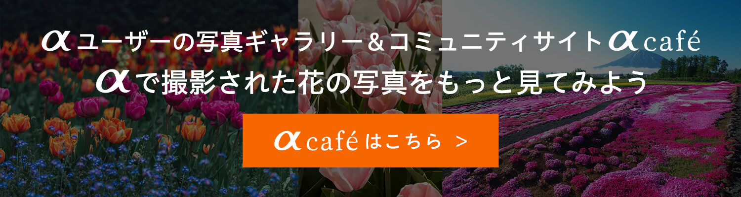αユーザーの写真ギャラリー&コミュニティサイトαcafe 
αで撮影された花の写真をもっと⾒てみよう︕
