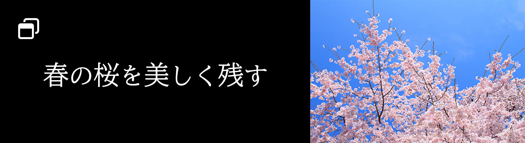 春の桜を美しく残す