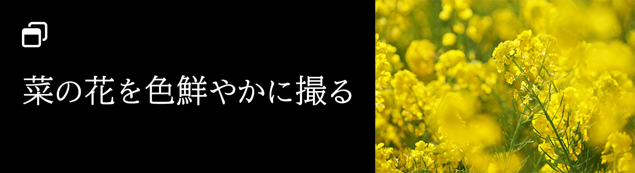 菜の花を色鮮やかに撮る