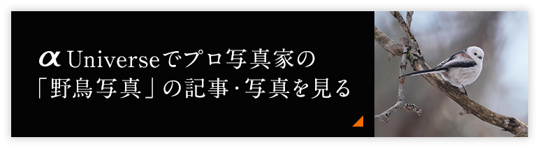 αUniverseでプロ写真家の「野鳥写真」の記事・写真を見る
