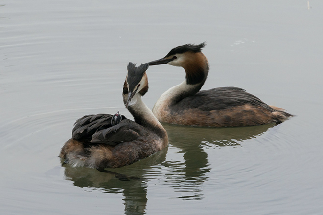 カンムリカイツブリ