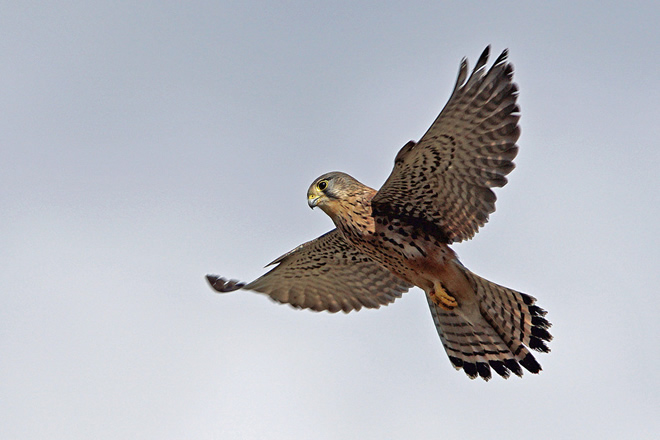 チョウゲンボウ
