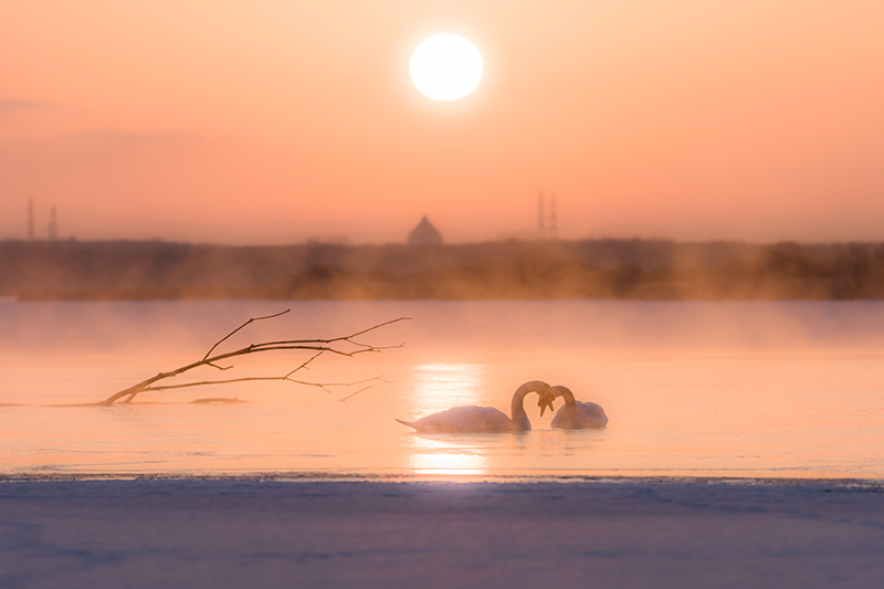 「Heart Swan」hideyaさん