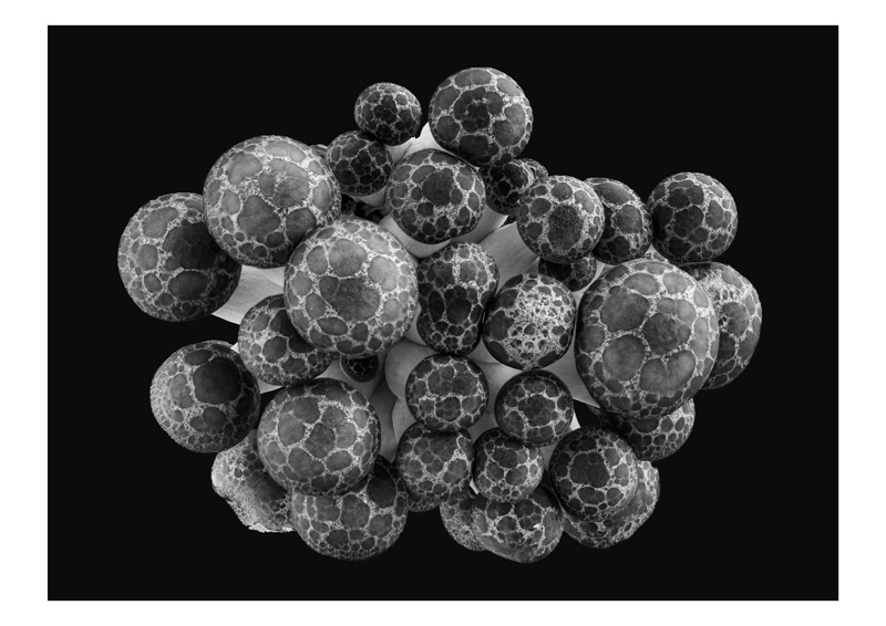 【入選】キノコの世界 neumannさん