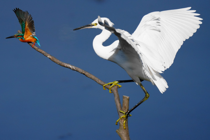【入選】威嚇。 papikoさん
