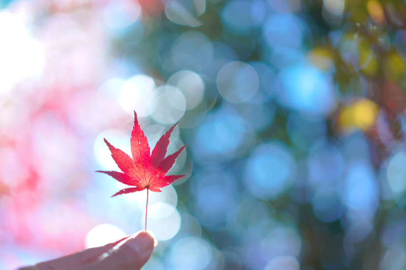 【入選】キラキラモミジ シフォンさん