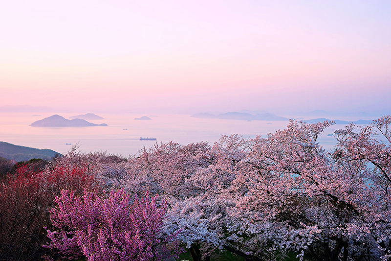 【入選】夢霞桜 BEAVERさん