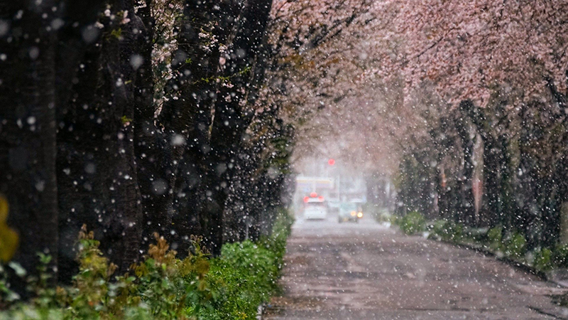 【入選】早咲のソメイヨシノと雪景色 Shouji.Kさん