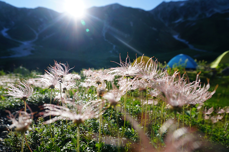 【入選】朝が来た ピカイアさん