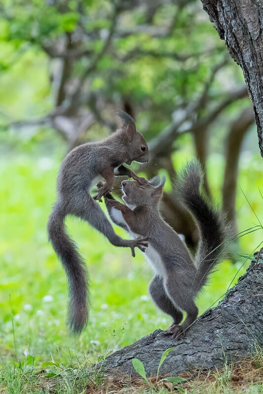【入選】「柔よく剛を制す」 ジャコさん