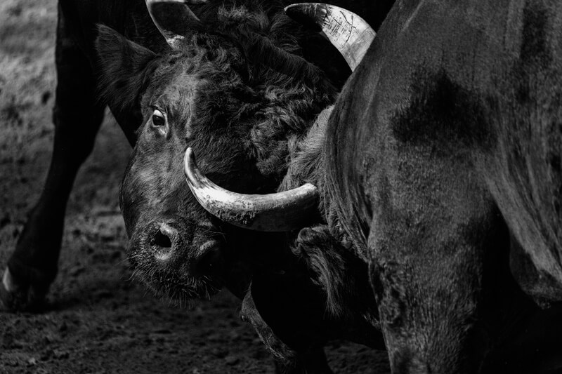 【入選】「激突」甚四郎さん