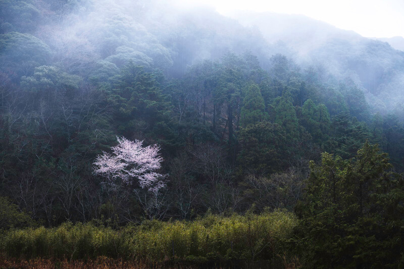 【入選】「迷霧と桜」しろたけさん