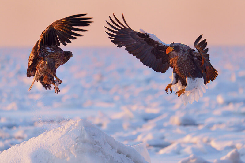【入選】「対決…大鷲とオジロワシの一年子のバトル」なおさんさん
