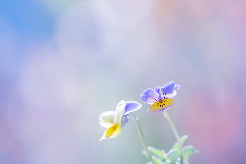 【入選】「かがやき」mamanさん