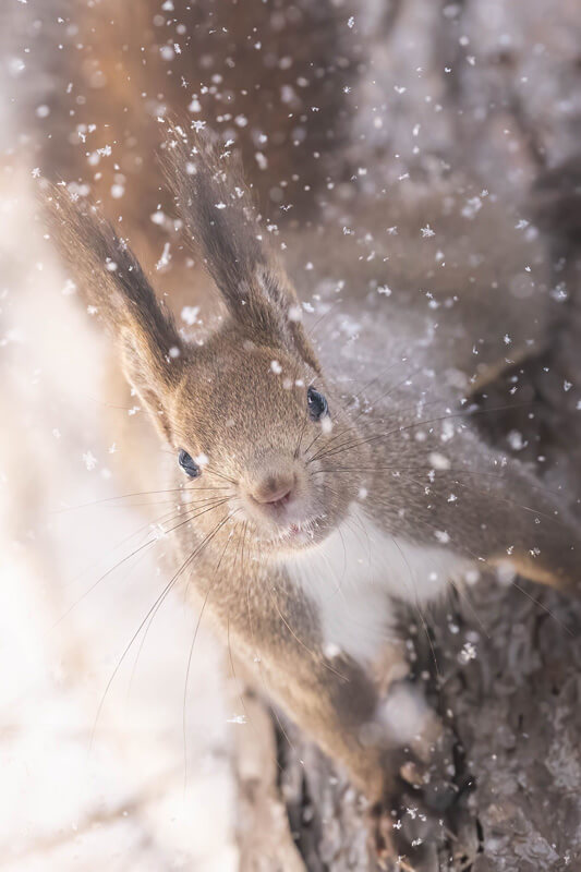 【優秀賞】「雪花の髪飾り」 ジャコさん