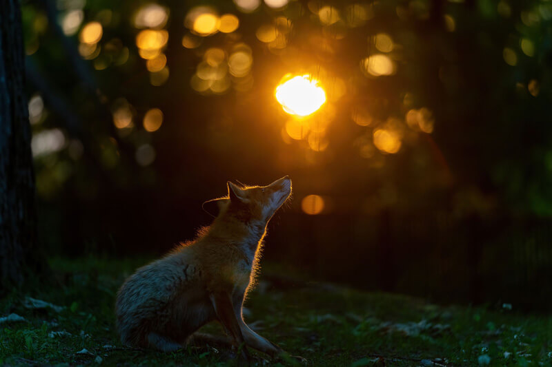 【入選】「光のシャワー」 takashiさん