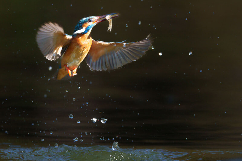 【入選】「一撃必勝」よし池さん