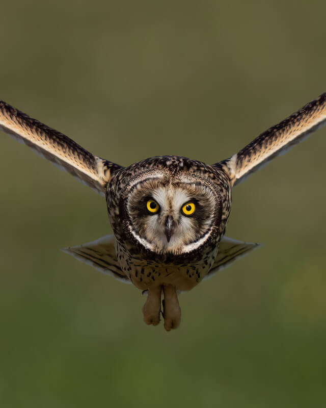 【優秀賞】「正面」 サダさんさん