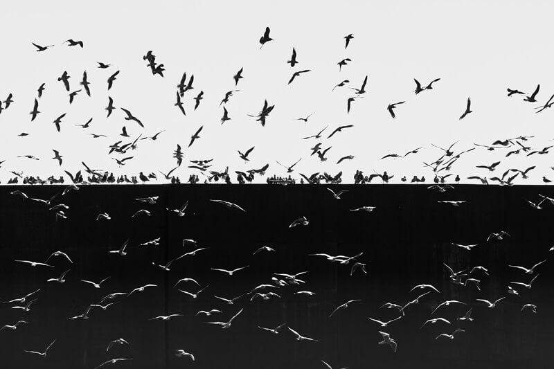 【入選】「白黒群像」bcf0281さん