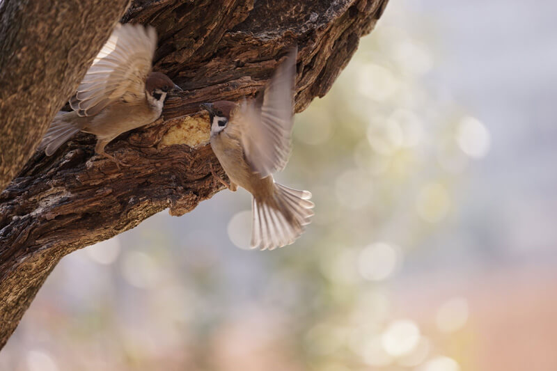 【入選】「わーい、おやつだ!」ラムレーズンさん
