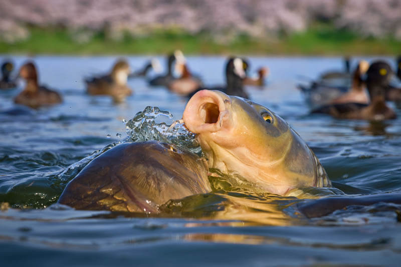 【優秀賞】「パン食い競争」 Hiroさん