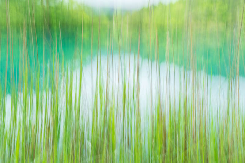 【入選】「葭始生」まるいねこさん