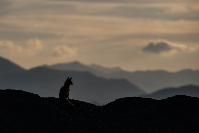 【最優秀賞】「黄昏時」 とらぴ改めニャントムさん
