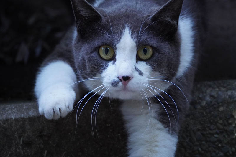 【優秀賞】「おっと!」 藤波真名未さん