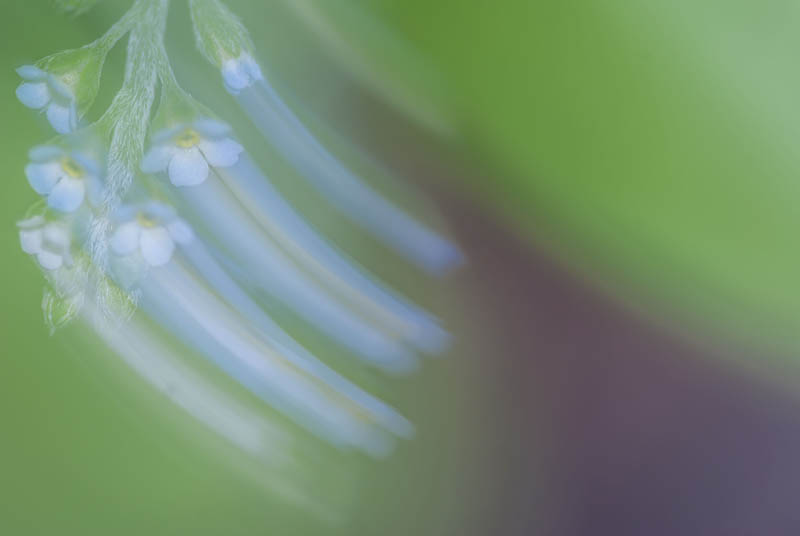 【優秀賞】「春風のいたずら」 woodさん