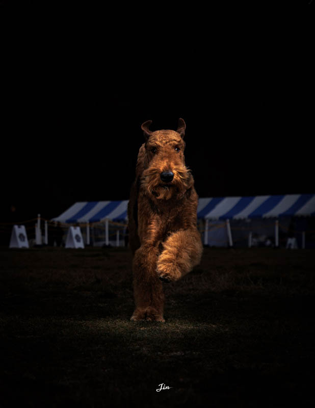 【入選】「テリアの王」JIN.さん