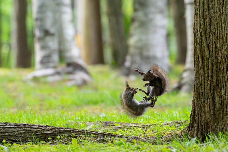 【入選】「空中殺法」ジャコさん