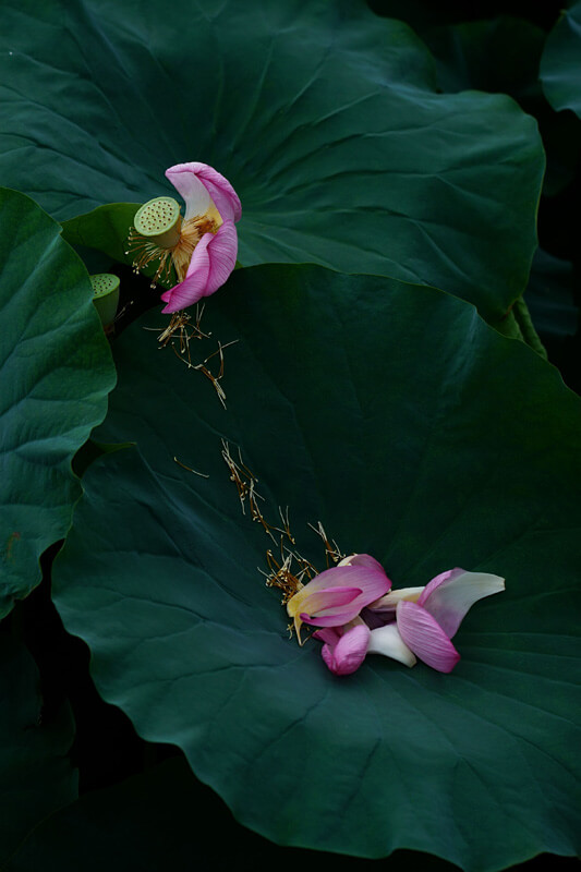 【入選】「散り際」superdonflyさん