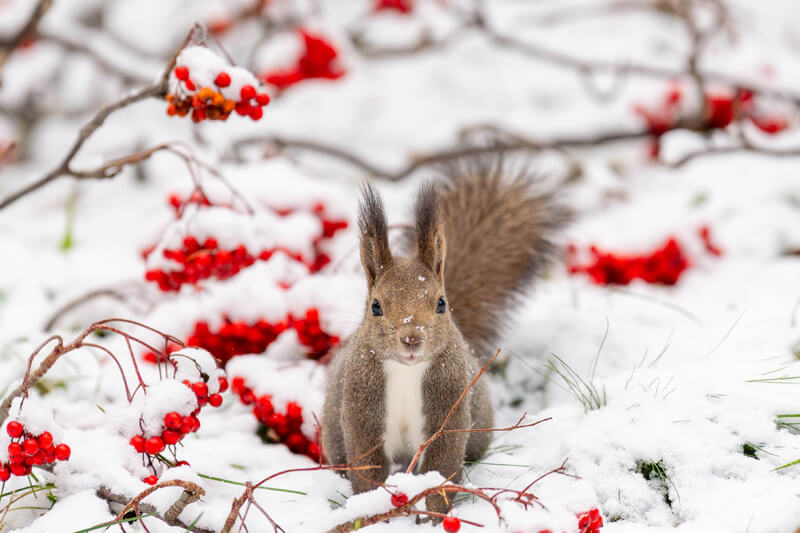 【入選】「メリークリスマス」ジャコさん