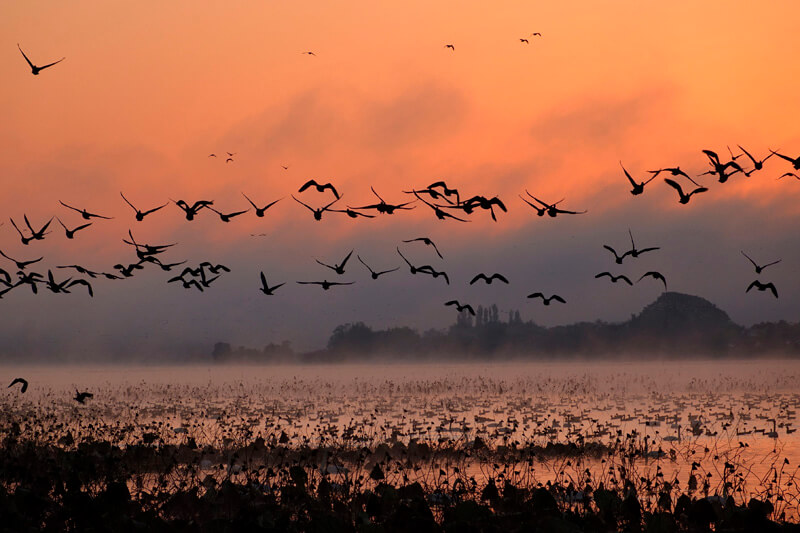 【優秀賞】「冬の使者」 ふぉれすたパパさん