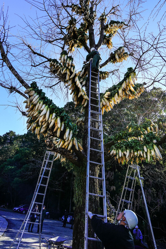 【入選】「大根干し」カールさん