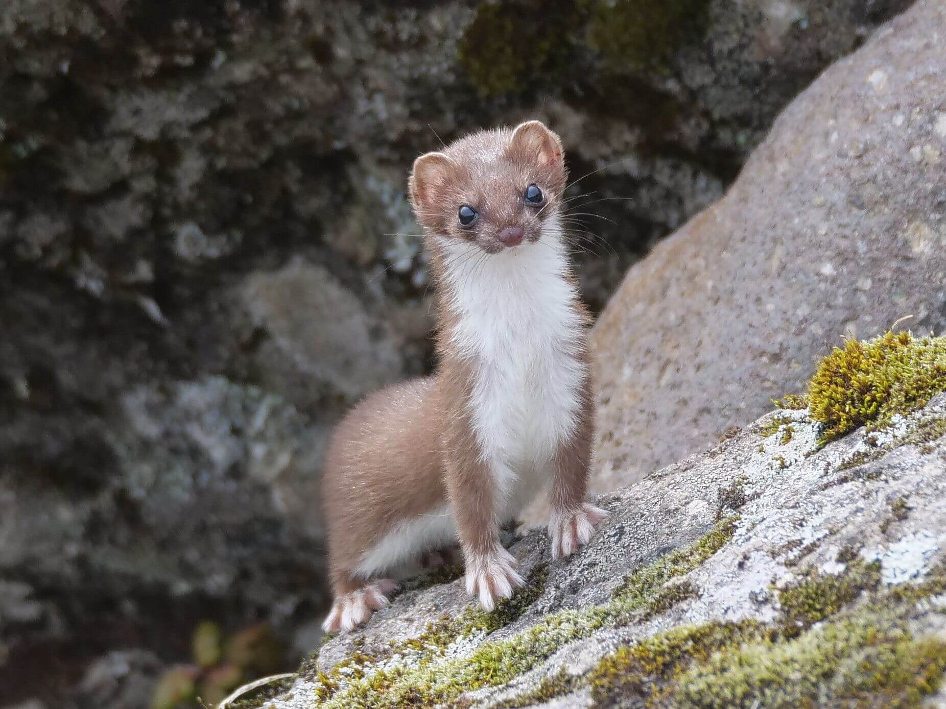 【入選】「一瞬の出来事「オコジョ出現!!」」takeさん