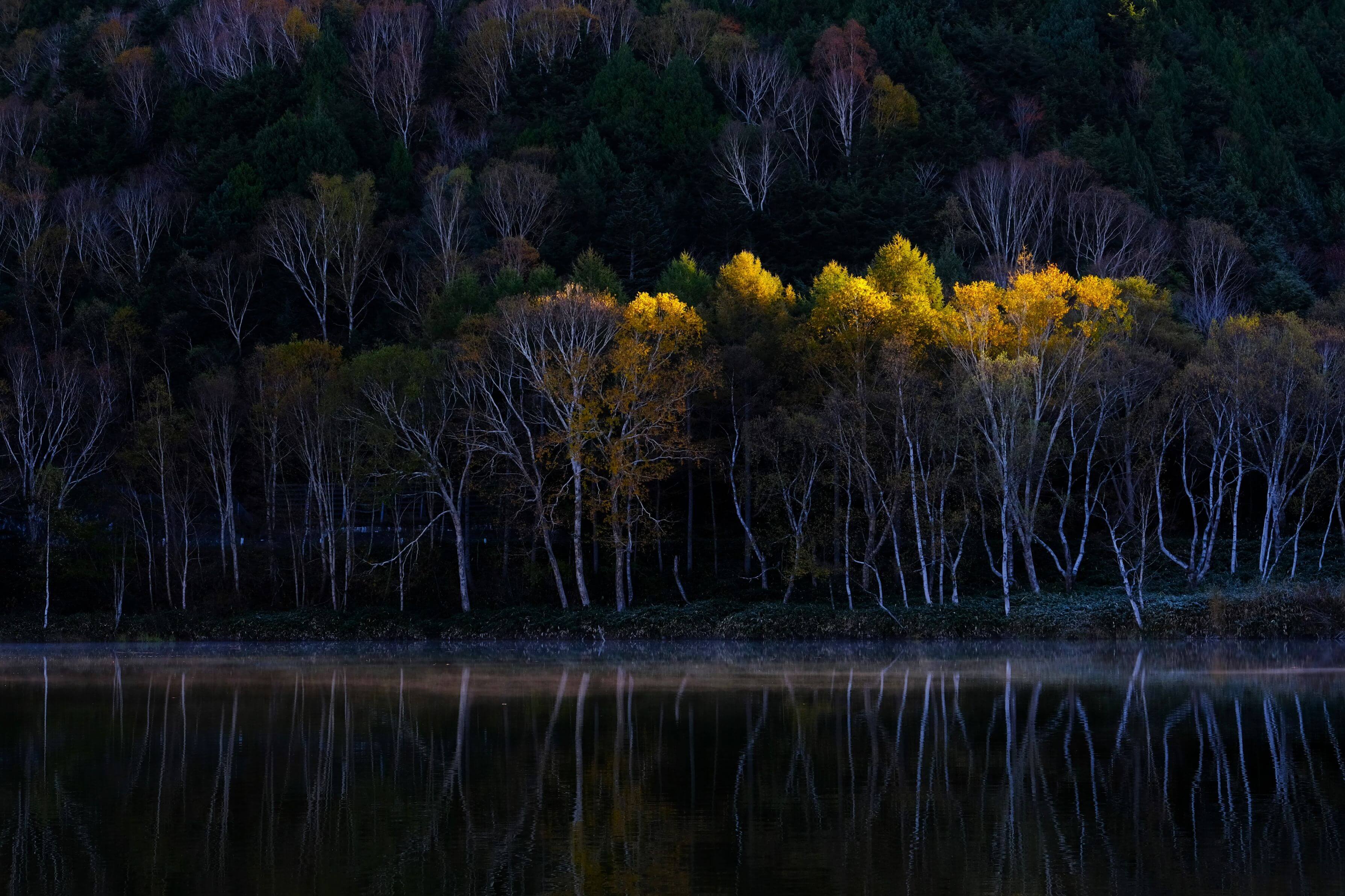 【入選】「投光」ぴーちゃんさん