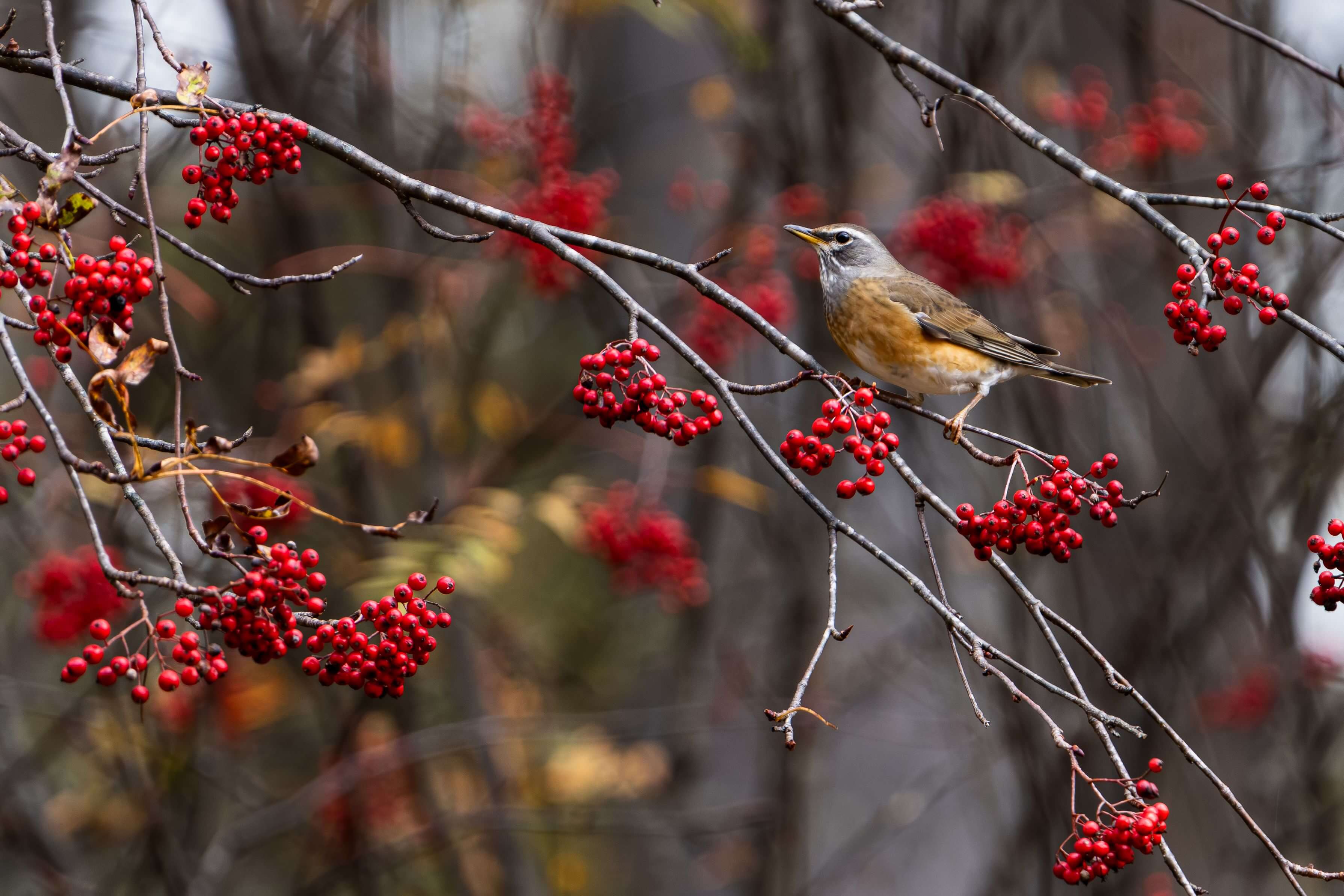 【優秀賞】「マミチャの季節」 TAMAさん