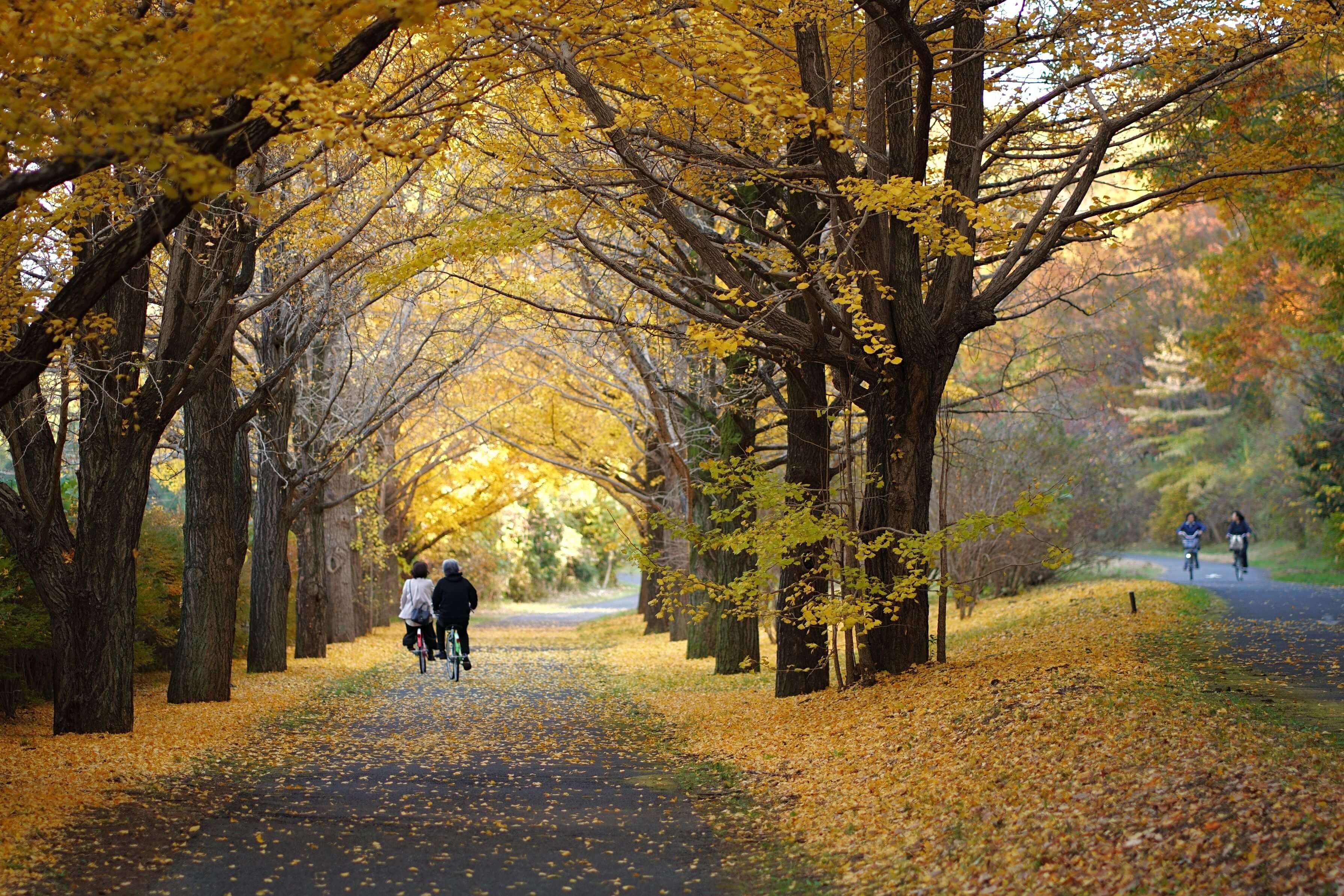 【入選】「錦秋のサイクリング」Noppo Grandpaさん
