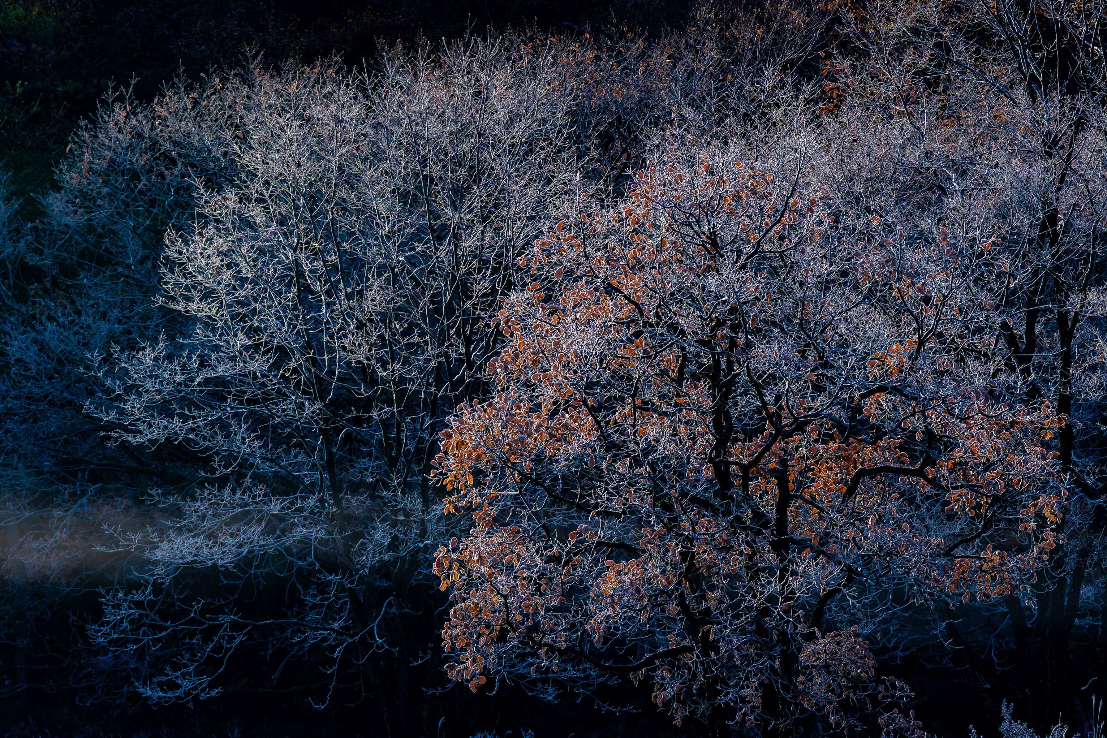 【入選】「冬隣」シフォンさん