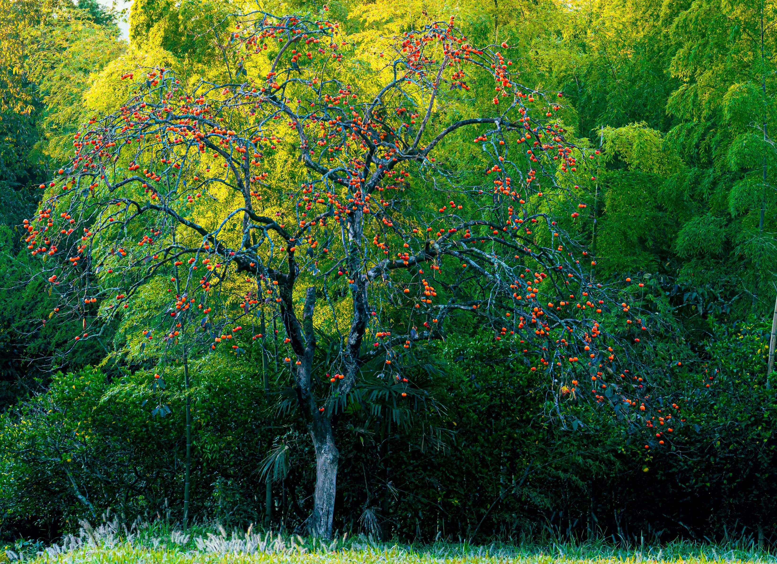 【入選】「たわわ たわわ」tomboさん