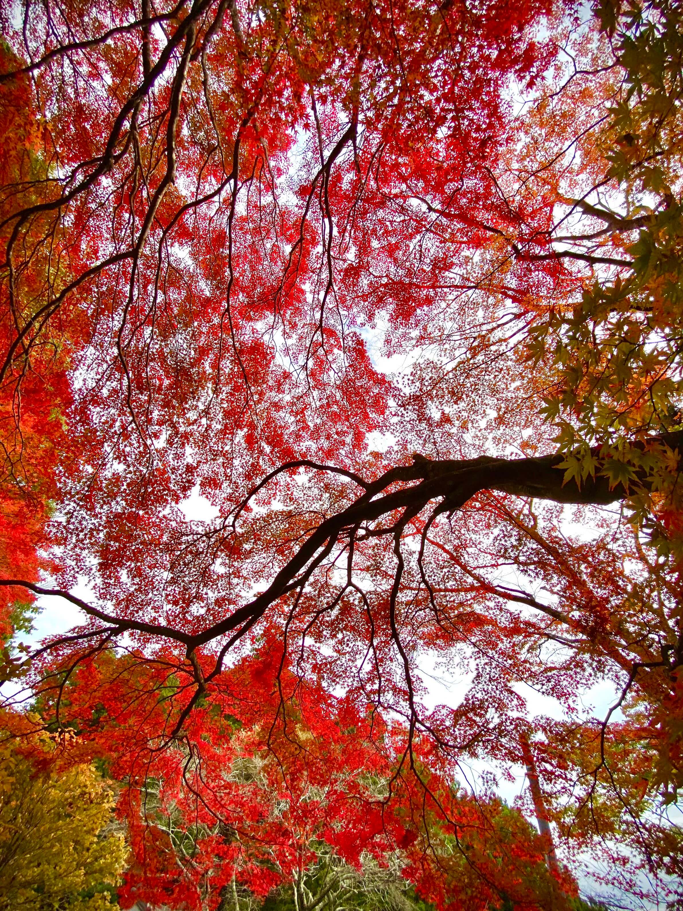 【入選】「紅葉色」Kazuhoさん