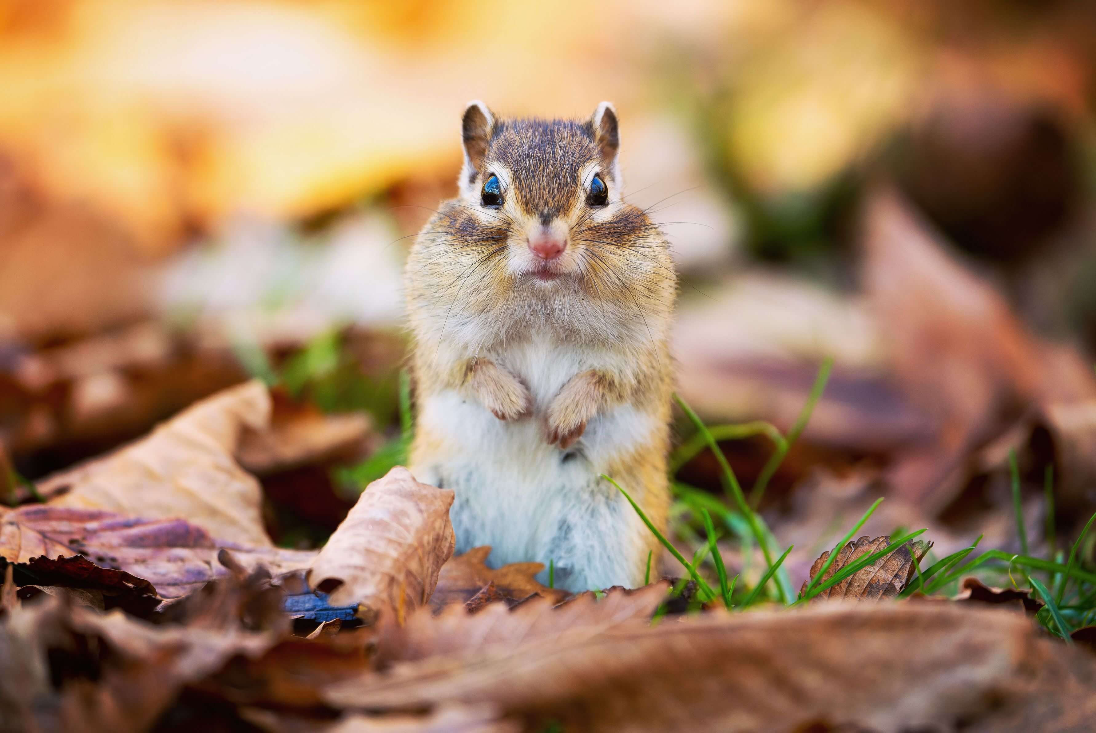 【入選】「色づく季節と君」hayato@photoさん