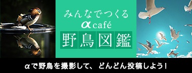みんなでつくるαcafe 野鳥図鑑 αで野鳥を撮影して、どんどん投稿しよう！