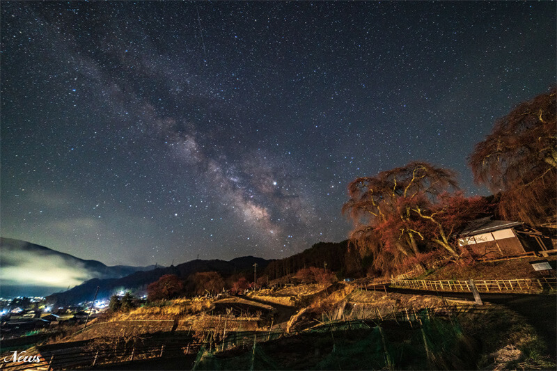 作品名「信州伊那の桜」